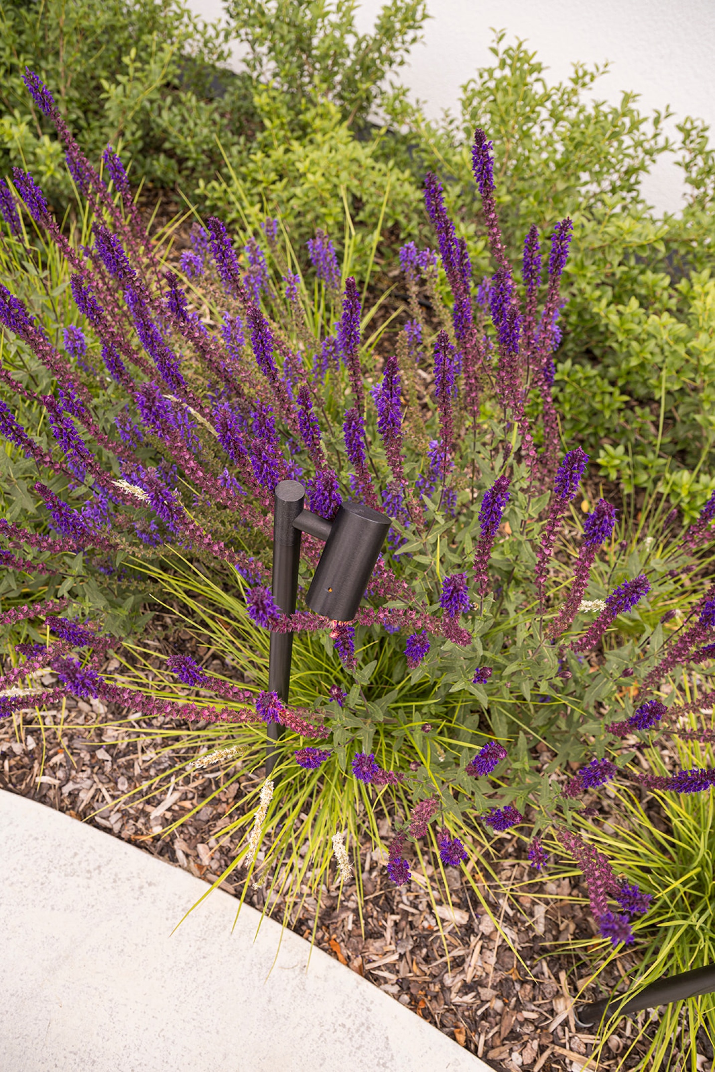 details bloemen tuinontwerp tuinarchitect ontwerp  - SFAR Interieur & Architecten