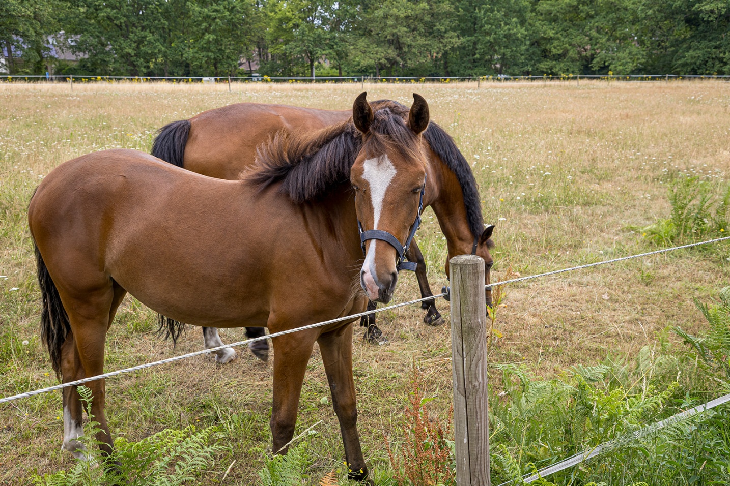 sfeervol beeld dieren paard buren beeld sfeerscheppen